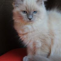 NATALIE cucciola razza RAGDOLL con pedigree