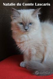 NATALIE cucciola razza RAGDOLL con pedigree