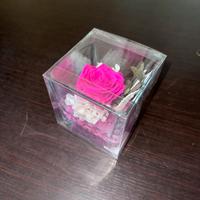 Rosa decorativa Fucsia