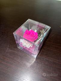 Rosa decorativa Fucsia