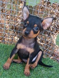 cucciolo pincher