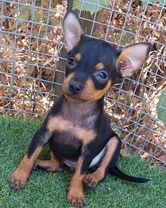 cucciolo pincher