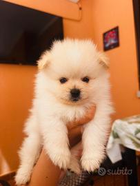 Spitz di Pomerania