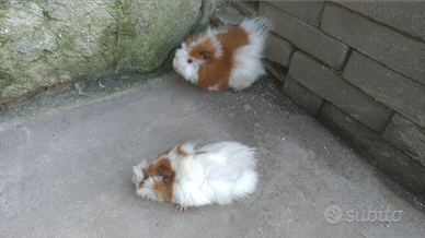 Porcellini d India Cavia Peruviana