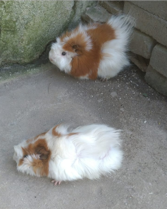 Porcellini d India Cavia Peruviana