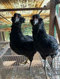 galline uova colorate