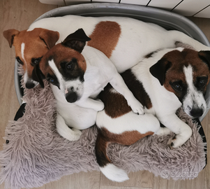 Cuccioli Jack Russell terrier