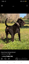 Cucciolo maschio cane corso italiano con pedigree