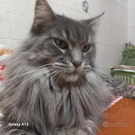 Cuccioli maine coon