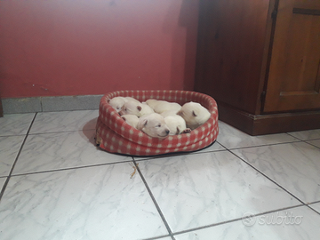 Cuccioli di pastore svizzero