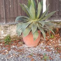 AGAVE 