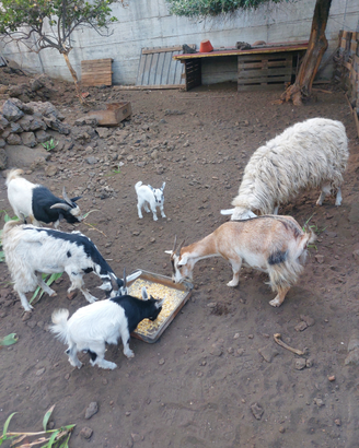 Caprette tibetane