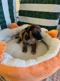 Cuccioli dì piccola taglia