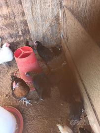 Marans
