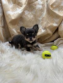Chihuahua PL maschio
