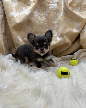 Chihuahua PL maschio