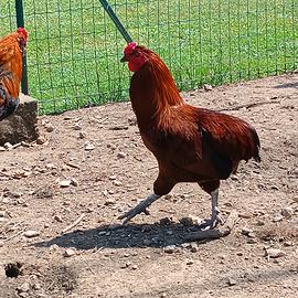 Giovane gallo olive egger