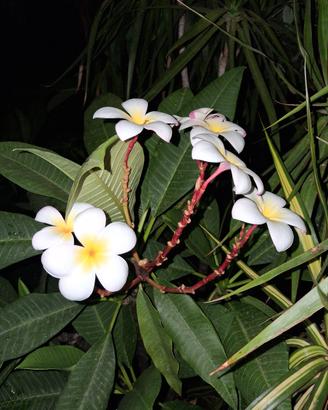 pomelia 