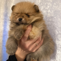 Cuccioli barboncino mini toy red maschio femmina