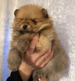 Cuccioli barboncino mini toy red maschio femmina