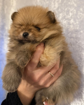 Cuccioli pomerania toy maschi femmine