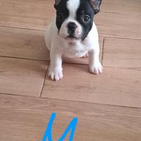 Bulldog Francese