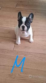 Bulldog Francese