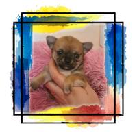 Chihuahua con pedigree enci