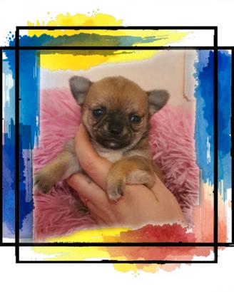 Chihuahua con pedigree enci
