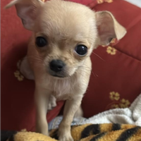 Chihuahua cuccioli originali