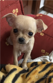 Chihuahua cuccioli originali