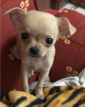 Chihuahua cuccioli originali