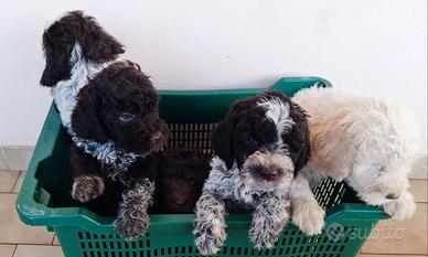 Cuccioli LAGOTTO ROMAGNOLO