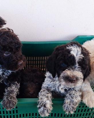 Cuccioli LAGOTTO ROMAGNOLO