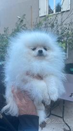 Intero allevamento di spitz di pomerania