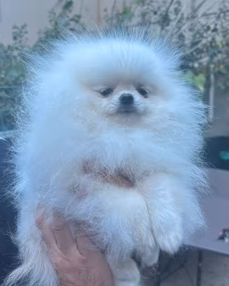 Intero allevamento di spitz di pomerania