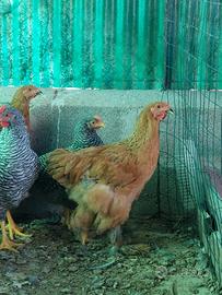 Polli BRAHMA