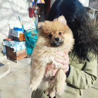 Cuccioli di Spitz tedesco senza pedigree