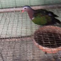 Diamantine e ali verdi