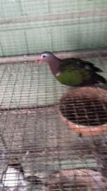 Diamantine e ali verdi