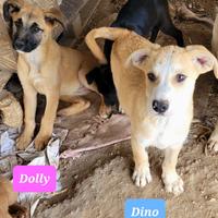 ADOTTA CUCCIOLI DOLCISSIMI - Meticci-