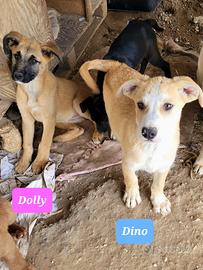 ADOTTA CUCCIOLI DOLCISSIMI - Meticci-