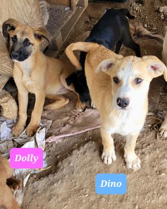 ADOTTA CUCCIOLI DOLCISSIMI - Meticci-