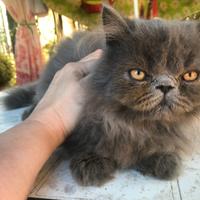 Gatto persiano blu maschio
