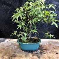 Bonsai acero giapponese (da seme)