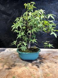 Bonsai acero giapponese (da seme)