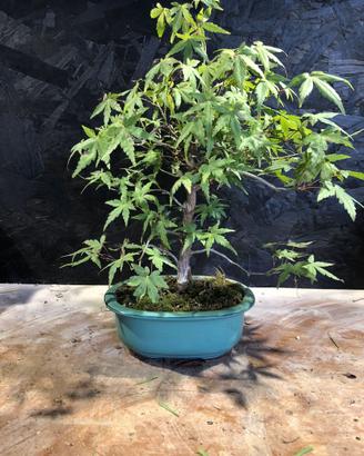 Bonsai acero giapponese (da seme)