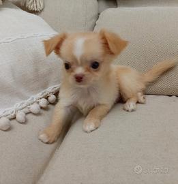 Chihuahua maschio Pedigree Enci