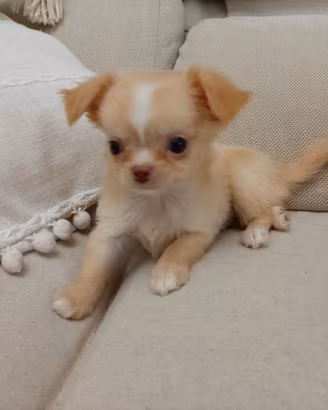 Chihuahua maschio Pedigree Enci