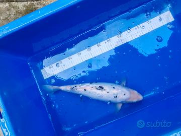Carpa shiro bekko